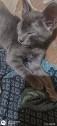 Horus