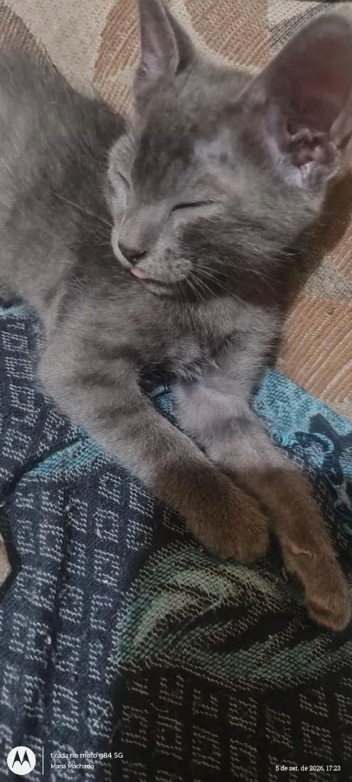 Gato raça SRD-ViraLata idade 2 a 6 meses nome Horus