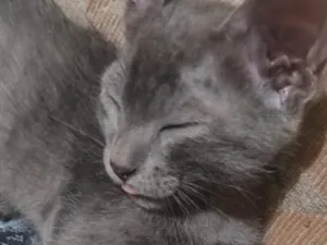 Gato raça SRD-ViraLata idade 2 a 6 meses nome Horus