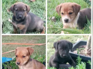 Cachorro raça SRD-ViraLata idade Abaixo de 2 meses nome Bebês 