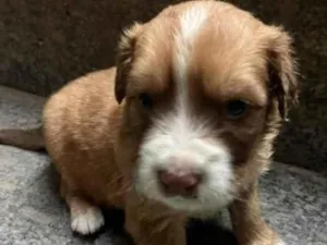 Cachorro raça SRD-ViraLata idade Abaixo de 2 meses nome sem nome
