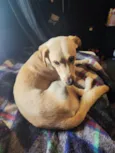 Bolt