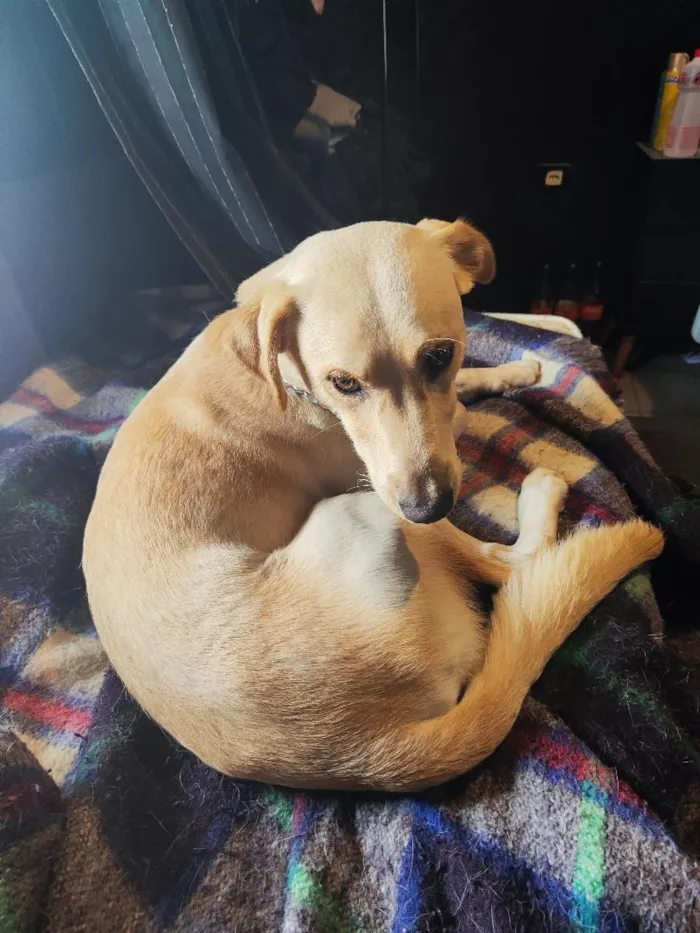 Cachorro raça SRD-ViraLata idade 1 ano nome Bolt