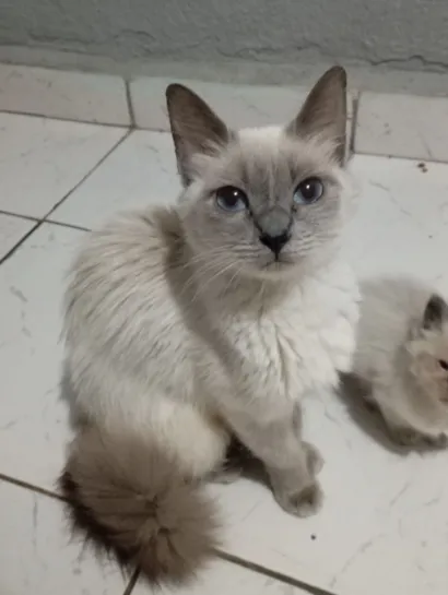 Gato raça SRD-ViraLata idade 1 ano nome Yuki 