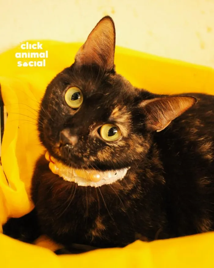 Gato raça SRD-ViraLata idade 2 anos nome Lica