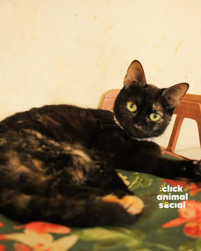 Gato raça SRD-ViraLata idade 2 anos nome Lica