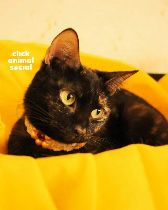Gato raça SRD-ViraLata idade 2 anos nome Lica
