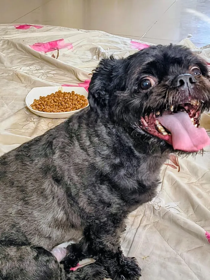 Cachorro raça Shitzu idade 6 ou mais anos nome Peter