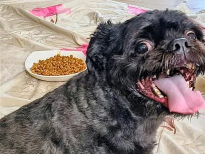 Cachorro raça Shitzu idade 6 ou mais anos nome Peter