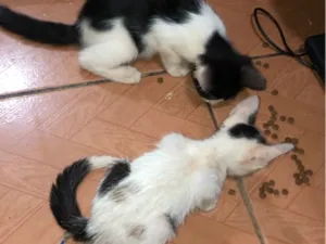 Gato raça SRD-ViraLata idade 2 a 6 meses nome Não escolhido 