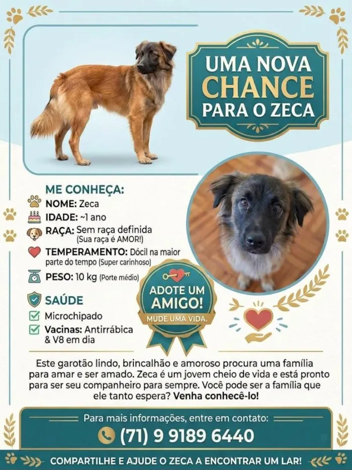 Cachorro raça SRD-ViraLata idade 1 ano nome Zeca