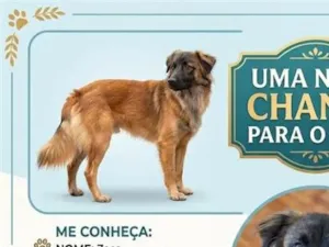 Cachorro raça SRD-ViraLata idade 1 ano nome Zeca
