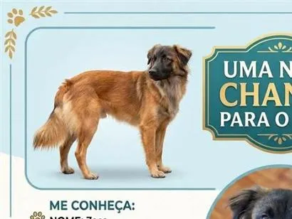 Cachorro raça SRD-ViraLata idade 1 ano nome Zeca