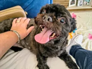 Cachorro raça Shitzu idade 6 ou mais anos nome Peter