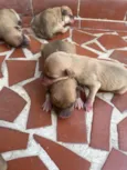 Cachorrinhos 