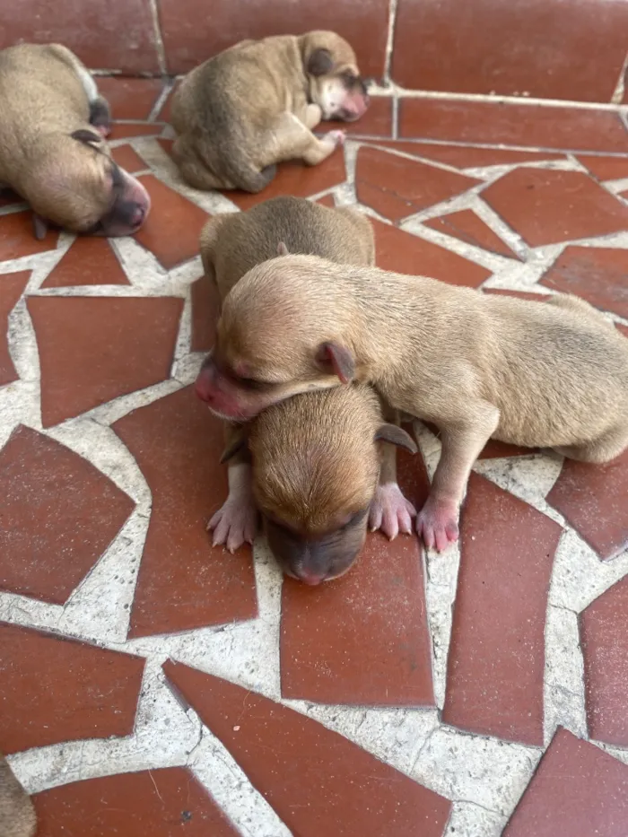 Cachorro raça SRD-ViraLata idade Abaixo de 2 meses nome Cachorrinhos 