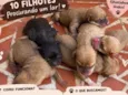 Cachorrinhos 