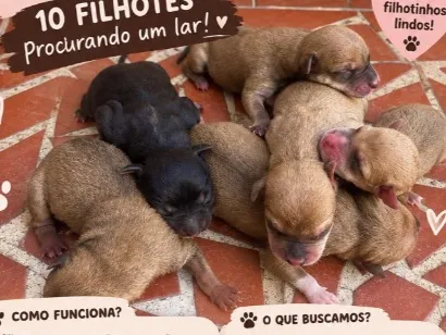 Cachorro raça SRD-ViraLata idade Abaixo de 2 meses nome Cachorrinhos 