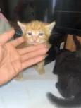 Gatinhos