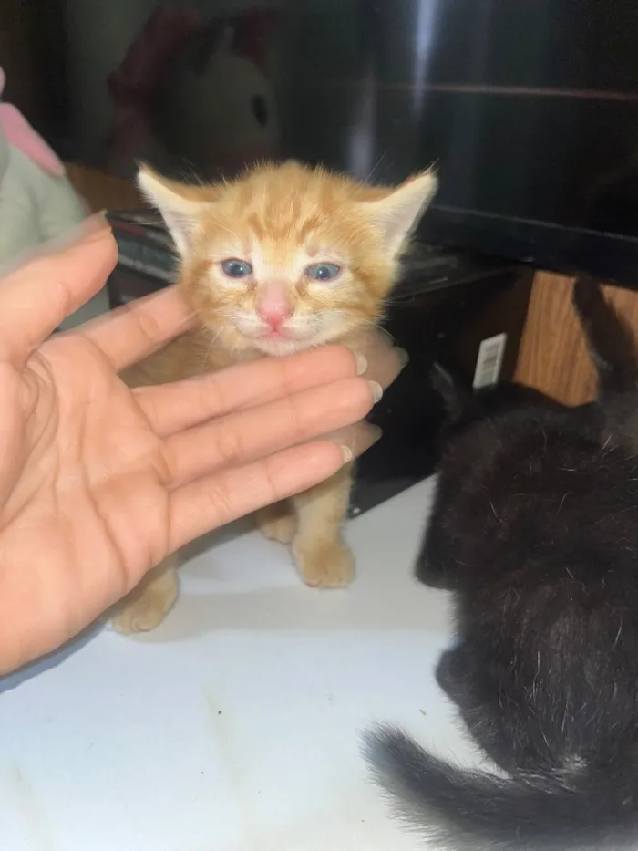 Gato raça SRD-ViraLata idade Abaixo de 2 meses nome Gatinhos