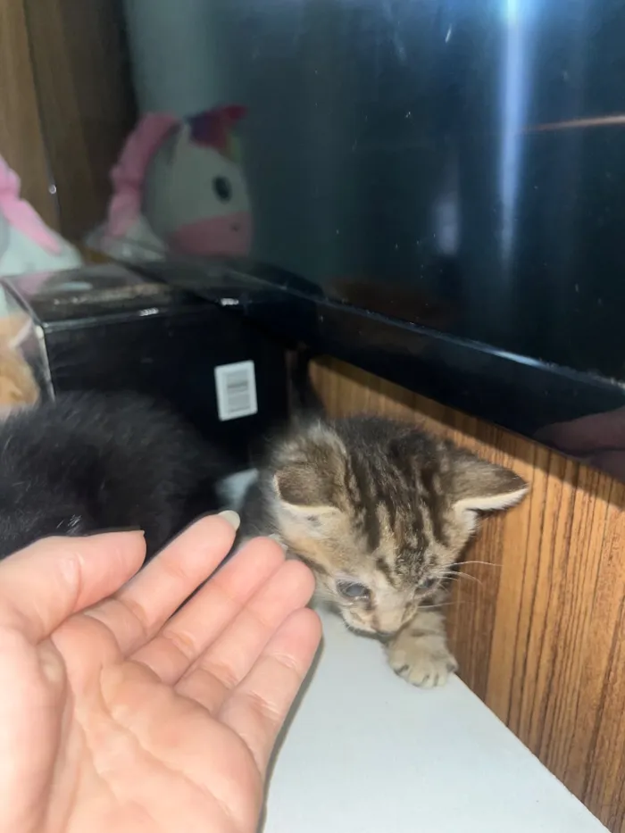 Gato raça SRD-ViraLata idade Abaixo de 2 meses nome Gatinhos