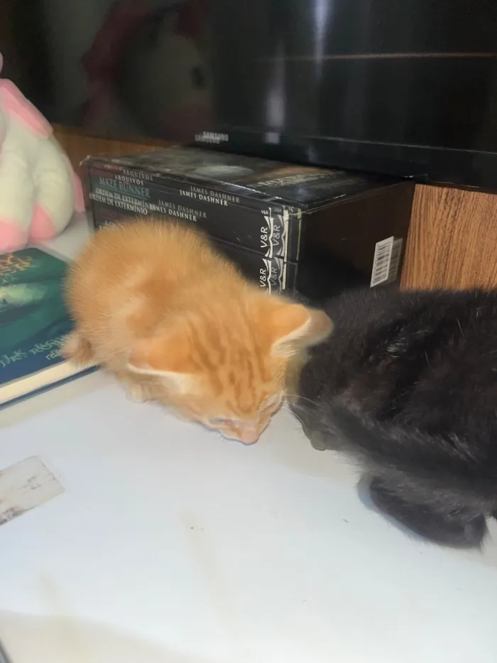 Gato raça SRD-ViraLata idade Abaixo de 2 meses nome Gatinhos