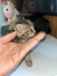 Gatinhos