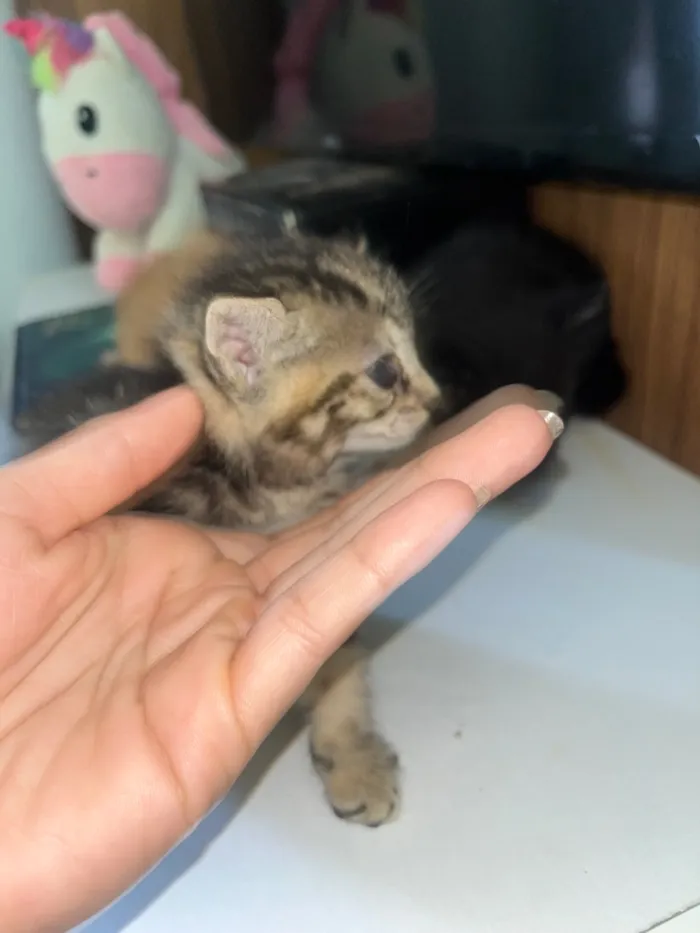Gato raça SRD-ViraLata idade Abaixo de 2 meses nome Gatinhos