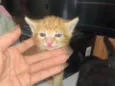 Gatinhos