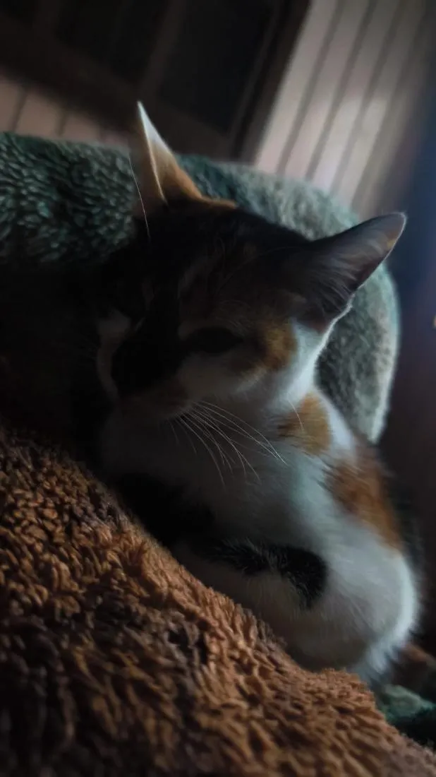 Gato raça SRD-ViraLata idade 1 ano nome Cremosinha