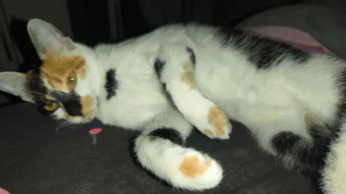 Gato raça SRD-ViraLata idade 1 ano nome Cremosinha