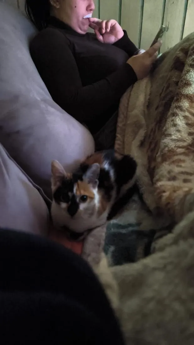 Gato raça SRD-ViraLata idade 1 ano nome Cremosinha