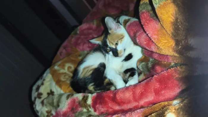 Gato raça SRD-ViraLata idade 1 ano nome Cremosinha