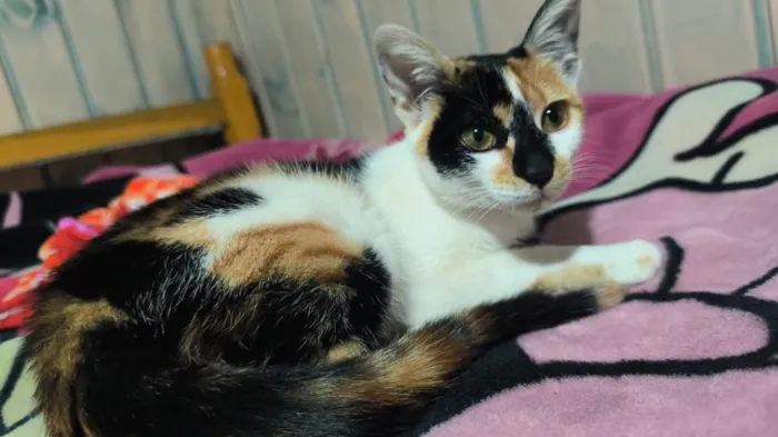 Gato raça SRD-ViraLata idade 1 ano nome Cremosinha