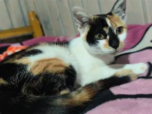 Gato raça SRD-ViraLata idade 1 ano nome Cremosinha
