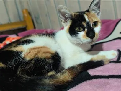 Gato raça SRD-ViraLata idade 1 ano nome Cremosinha