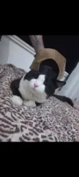 Cedrico