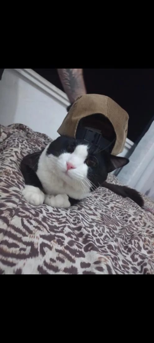 Gato raça SRD-ViraLata idade 5 anos nome Cedrico