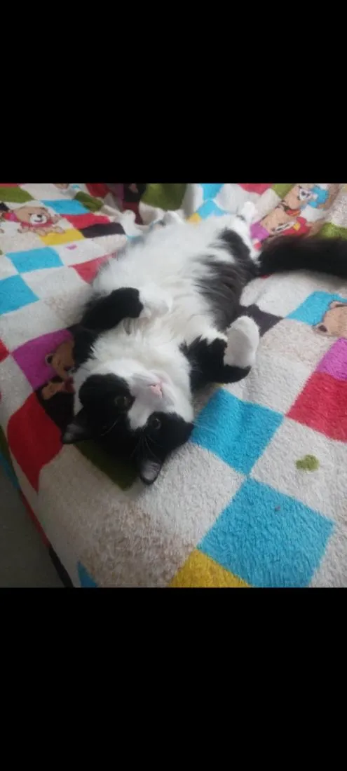 Gato raça SRD-ViraLata idade 5 anos nome Cedrico