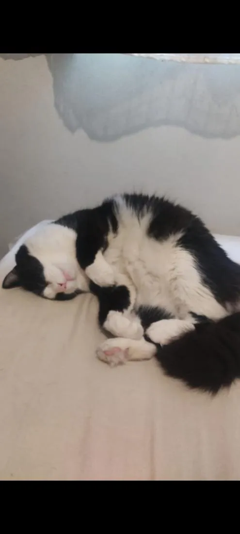 Gato raça SRD-ViraLata idade 5 anos nome Cedrico