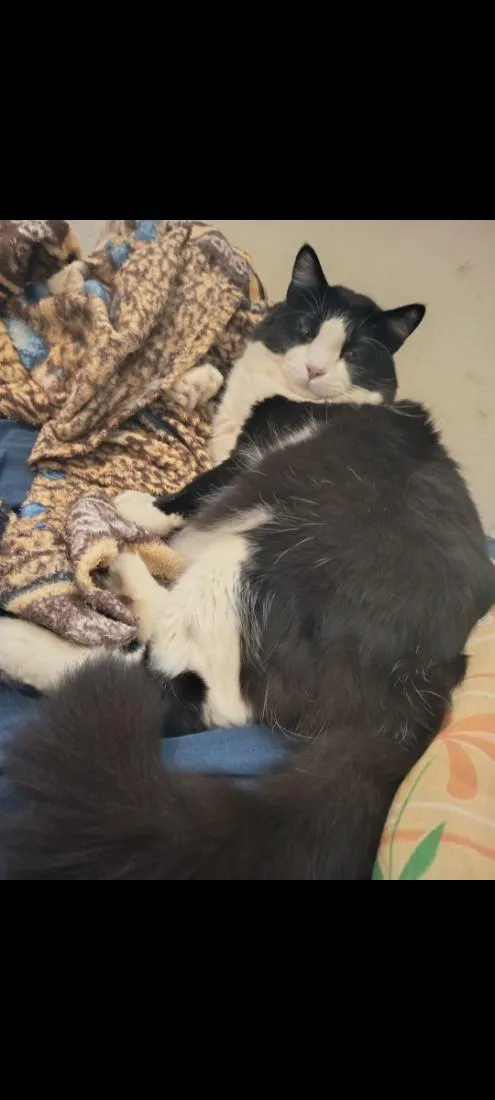 Gato raça SRD-ViraLata idade 5 anos nome Cedrico