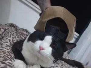 Gato raça SRD-ViraLata idade 5 anos nome Cedrico