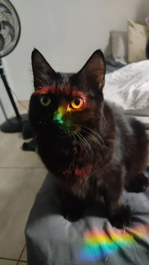 Gato raça SRD-ViraLata idade 6 ou mais anos nome Selina
