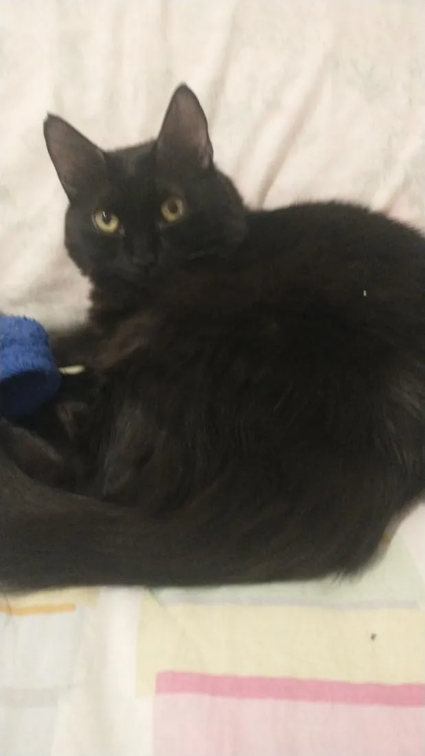 Gato raça SRD-ViraLata idade 6 ou mais anos nome Selina