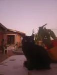 Selina