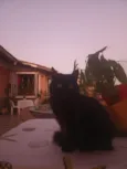 Selina