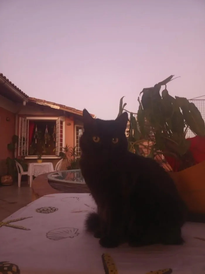 Gato raça SRD-ViraLata idade 6 ou mais anos nome Selina