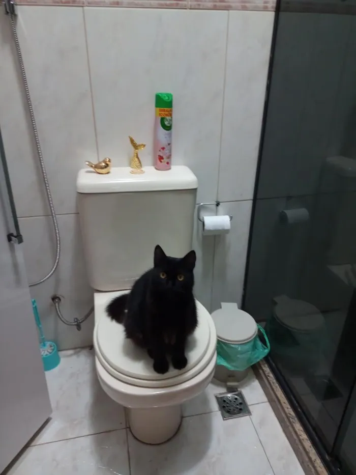 Gato raça SRD-ViraLata idade 6 ou mais anos nome Selina