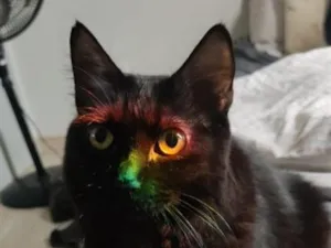 Gato raça SRD-ViraLata idade 6 ou mais anos nome Selina