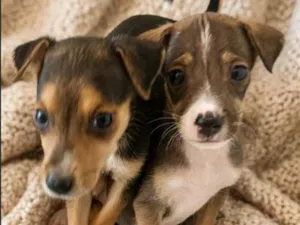Cachorro raça SRD-ViraLata idade 2 a 6 meses nome Mia